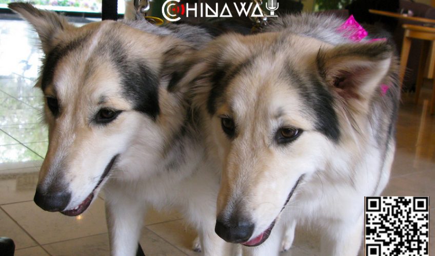 В пекинской полиции появились клонированные собаки