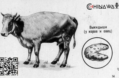 Утечка бактерий в Китае привела к заражению бруцеллезом тысяч людей