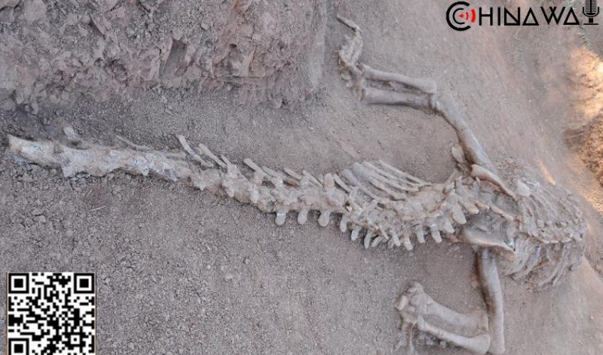 В Китае обнаружены останки динозавров ранее не известного вида