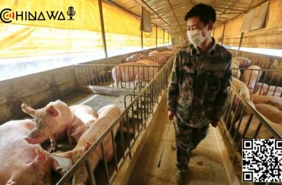 Новым штаммом коронавируса SADS-CoV от свиней могут заразиться люди