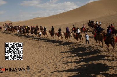 В Китае заработал первый в мире светофор для верблюдов