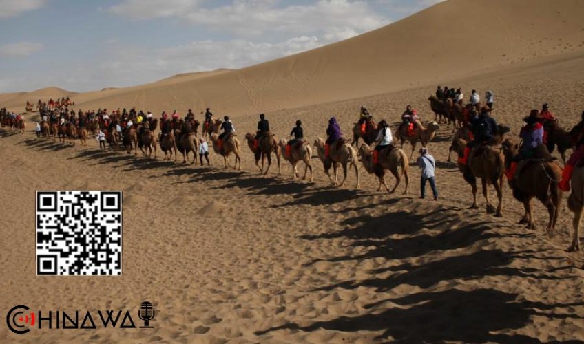 В Китае заработал первый в мире светофор для верблюдов
