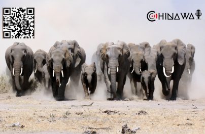 Сбежавшие из нацпарка в Китае слоны остаются в окрестностях Куньмина