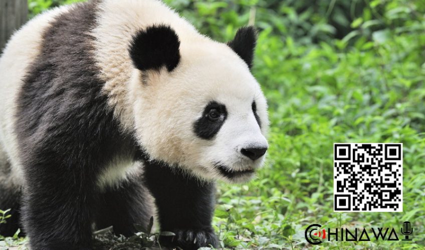 Власти КНР убрали панд из списка вымирающих видов животных
