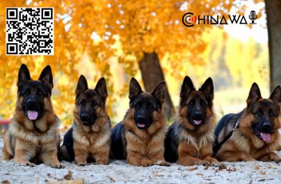 Полиция китайского города распродает оказавшихся слишком робкими для работы собак