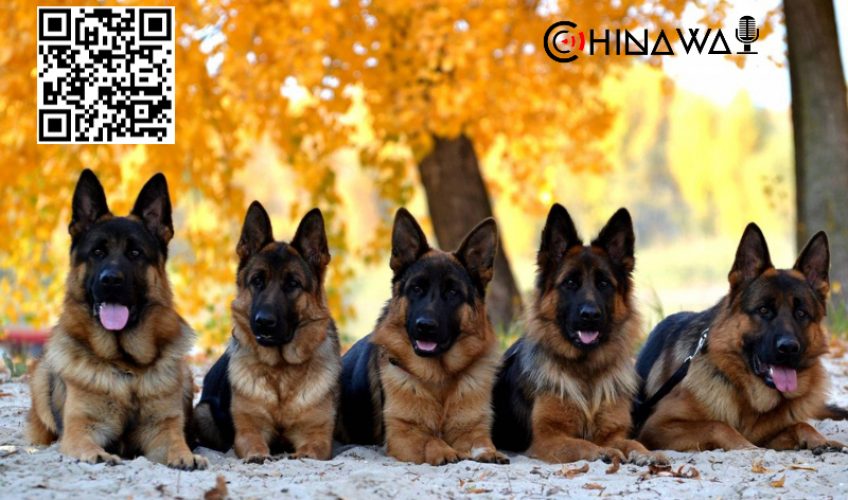 Полиция китайского города распродает оказавшихся слишком робкими для работы собак