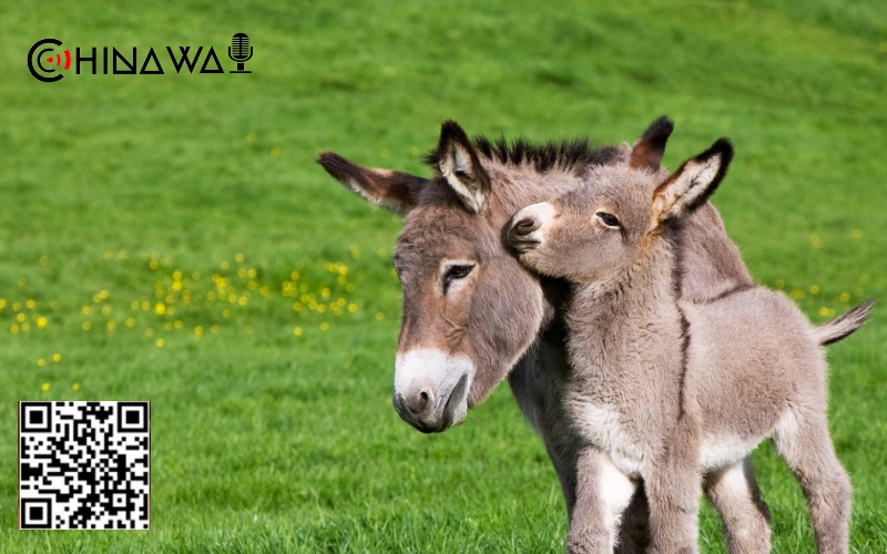 Британские защитники природы назвали Китай величайшей угрозой ослам