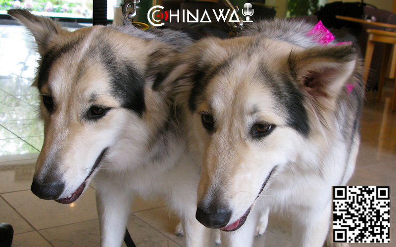 В пекинской полиции появились клонированные собаки