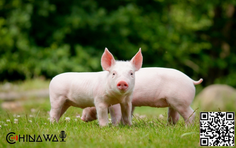 Строительство многоэтажного города для свиней завершается в Китае