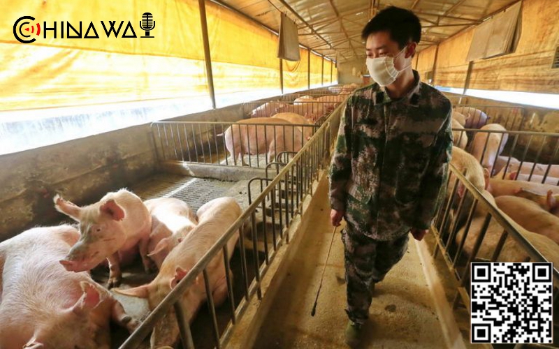 Новым штаммом коронавируса SADS-CoV от свиней могут заразиться люди