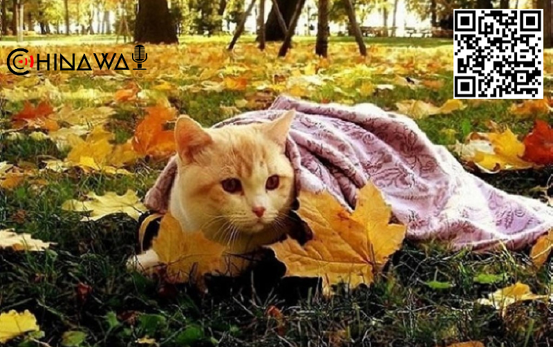 На обширные территории Китая пришли ливни и холодный воздух