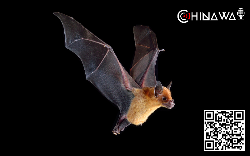 Китайские ученые из Ухани нарушили требования ВОЗ при работе с летучими мышами