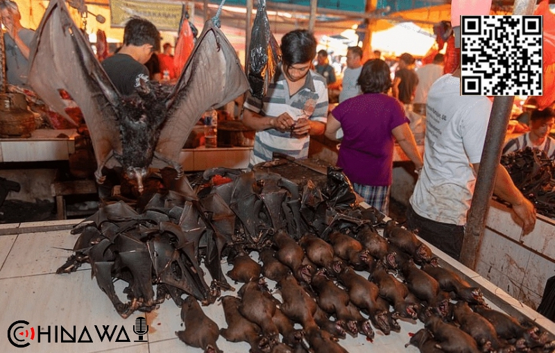 У китайских летучих мышей найдены еще четыре близких к SARS-CoV-2 коронавируса