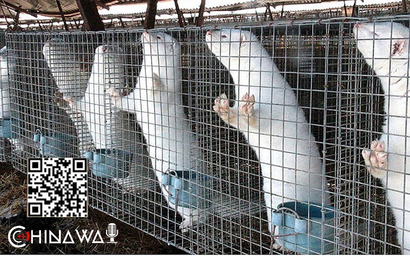 Новый рассадник вирусов выявили в Китае