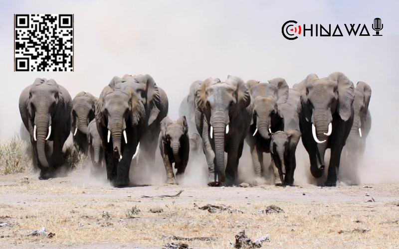 Сбежавшие из нацпарка в Китае слоны остаются в окрестностях Куньмина