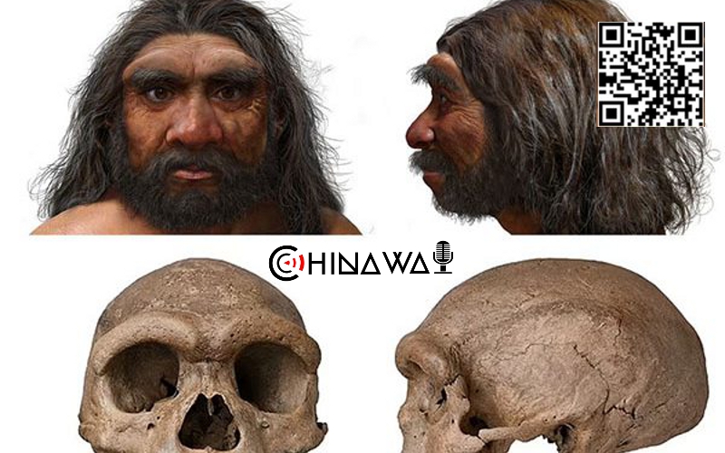 В Китае обнаружили череп, принадлежащий новому виду древнего человека
