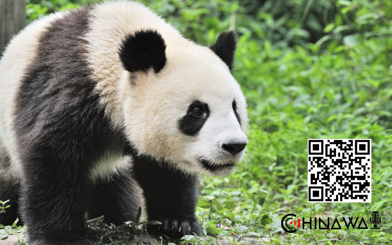 Власти КНР убрали панд из списка вымирающих видов животных