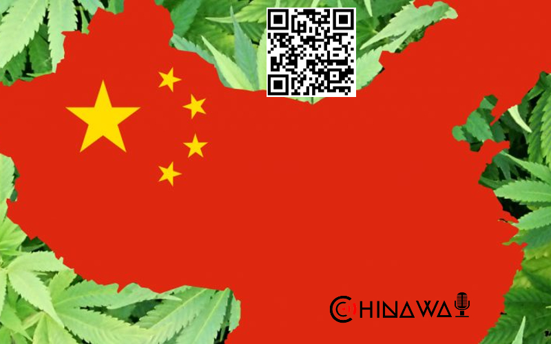 Китайцы первыми начали культивировать коноплю еще 12 тысяч лет назад