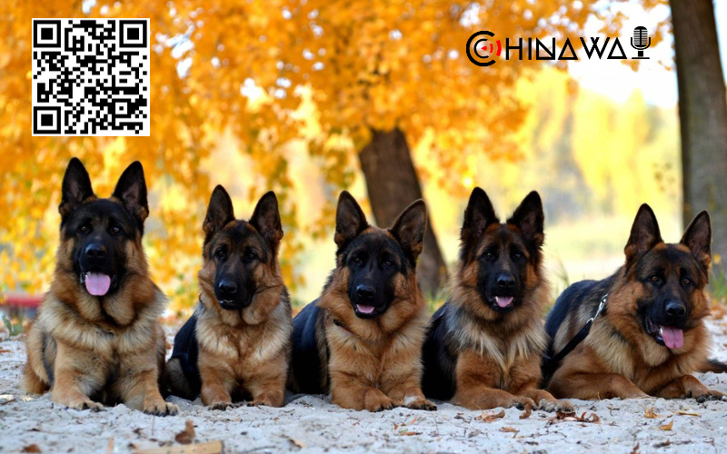 Полиция китайского города распродает оказавшихся слишком робкими для работы собак