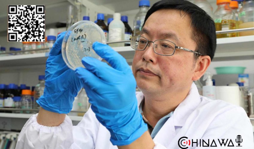 В КНР открыли моноклональное антитело, нейтрализующее все штаммы коронавируса SARS-CoV-2