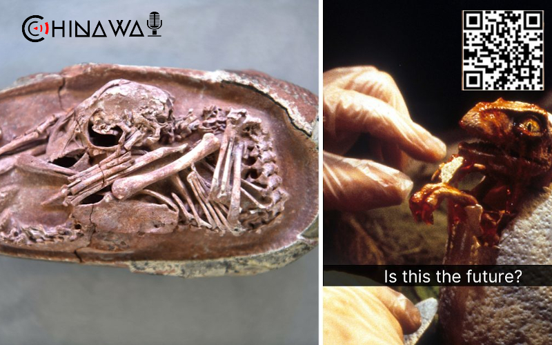 Внутри ископаемого яйца обнаружен хорошо сохранившийся эмбрион динозавра